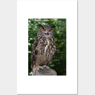 Eurasian Eagle-Owl Posters and Art